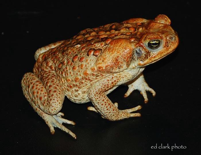 Bufo marinus (Rhinella marina)  Cane Toad09.jpg